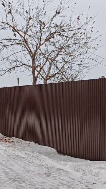 Свиристели прилетели в марте