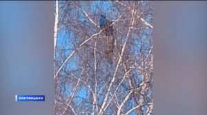В Башкортостане заметили павлина, который сидел на ветке березы