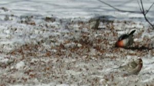 Снегири и чечётки(Почему вперемешку категории у меня)раньше по алфавиту были.