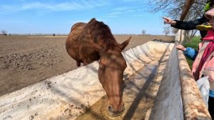 Конный завод "Восход".mp4