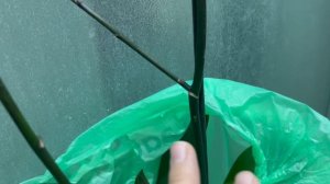 Борюсь с чудовищем на орхидее!