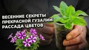Как вырастить такие яркие цветы? Секретное оружие прекрасного цветовода Гузалии