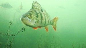 Безмотылка и подводная камера Язь 52 помогли получить удовольствие.