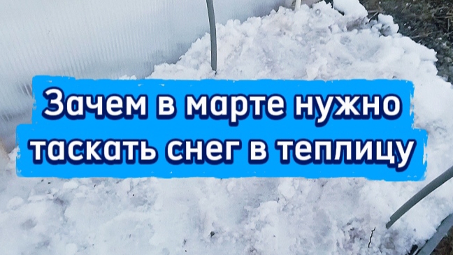 Зачем в марте нужно таскать и втаптывать снег в теплице: полезные советы