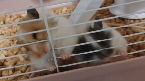 жизнь моих дурных хомяков