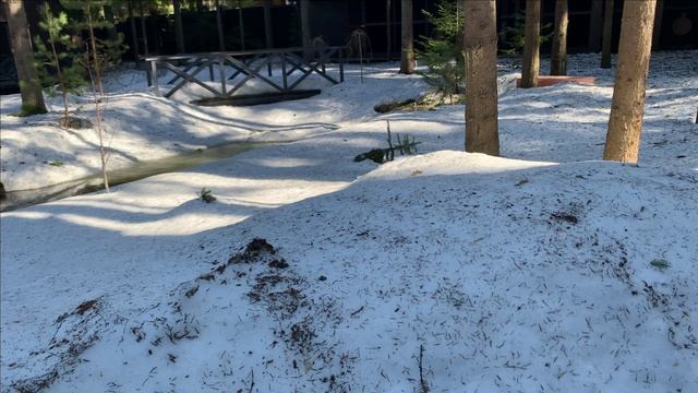 Новости с пруда.Осетры просыпаются