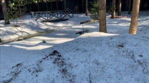 Новости с пруда.Осетры просыпаются