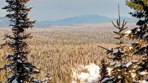 ПРОГУЛКА НА СВЕЖЕМ ВОЗДУХЕ.