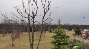 Формируем иргу Ламарка зонтом,1 этап. Обрезала черешню дерево-сад, алычу, сливы. 25.03.2026 Ленобл