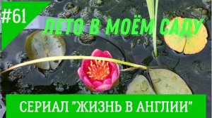 Лето в моем саду. Как выглядит моя мимоза и другие растения в саду. 9.07.2021. № 61 Жизнь в Англии.
