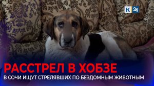 Местные жители рассказали подробности расстрела бездомных собак в Сочи