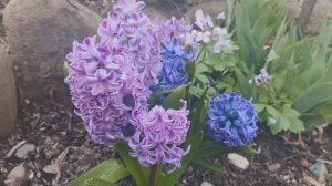 Секреты урожайной грядки;правильная подготовка к посеву зелени.