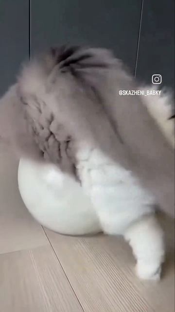 жизнь прекрасна как не крути  #мойпитомец #юмор #котики #жизньпрекрасна #весенниеперемены