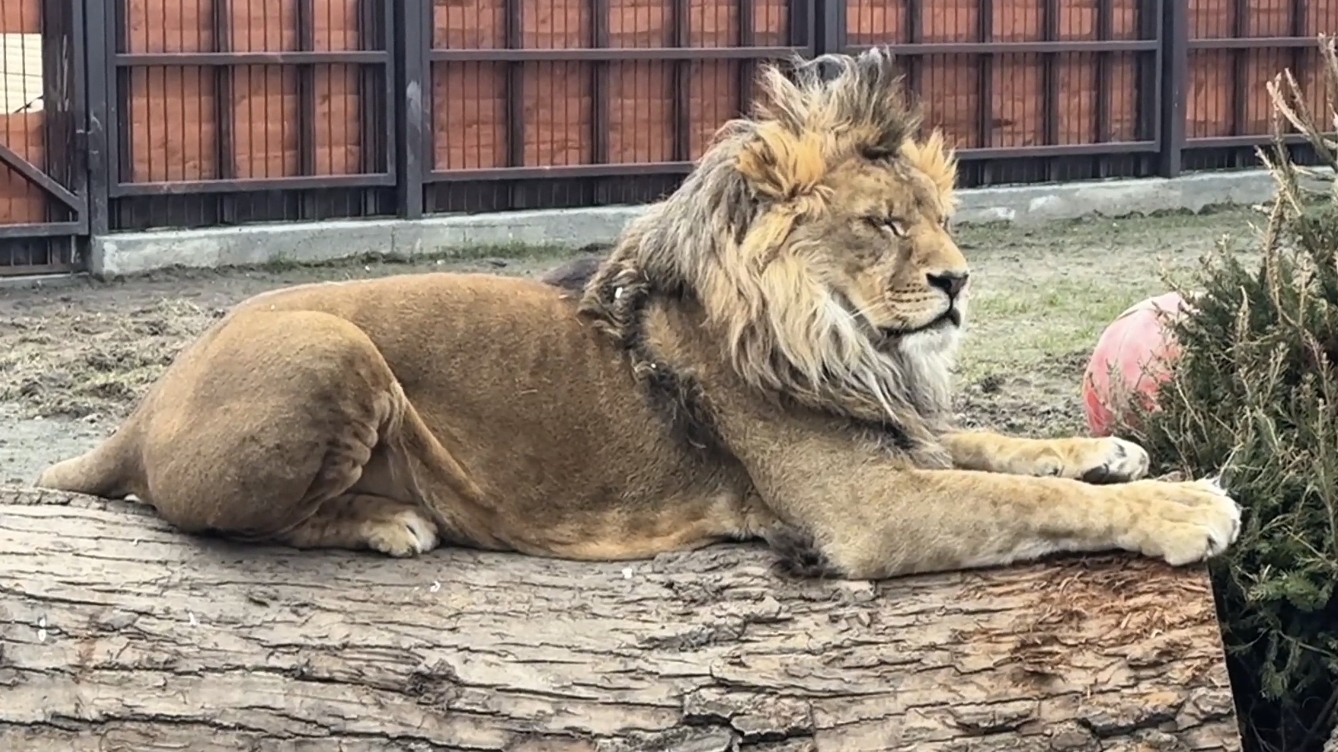 Киара его обнюхивала,а Шерхан..ссыкун волосатый