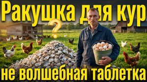 Ракушка для кур не волшебная таблетка