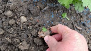 Напали улитки и всё кушают