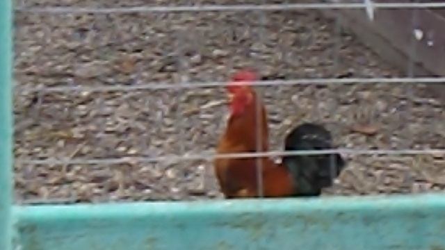 DSCN8592Парк Шерстяник март 2026 год.Курочки бентамки в  павильоне