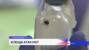Двое детей в Нижегородской области пострадали от укусов клещей