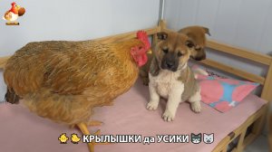 Утята и Цыплята - Кошки и котята, Собаки и щенята 337 Хвостики да Усики ❣️