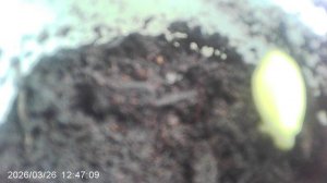 Обзор посева кабачков сорта "Грибовские". Посеяно 4 семечка, всход 1.