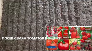 Посев семян томатов в ящик— классический способ выращивания рассады помидор.