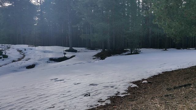 Берег реки Малая Сестра