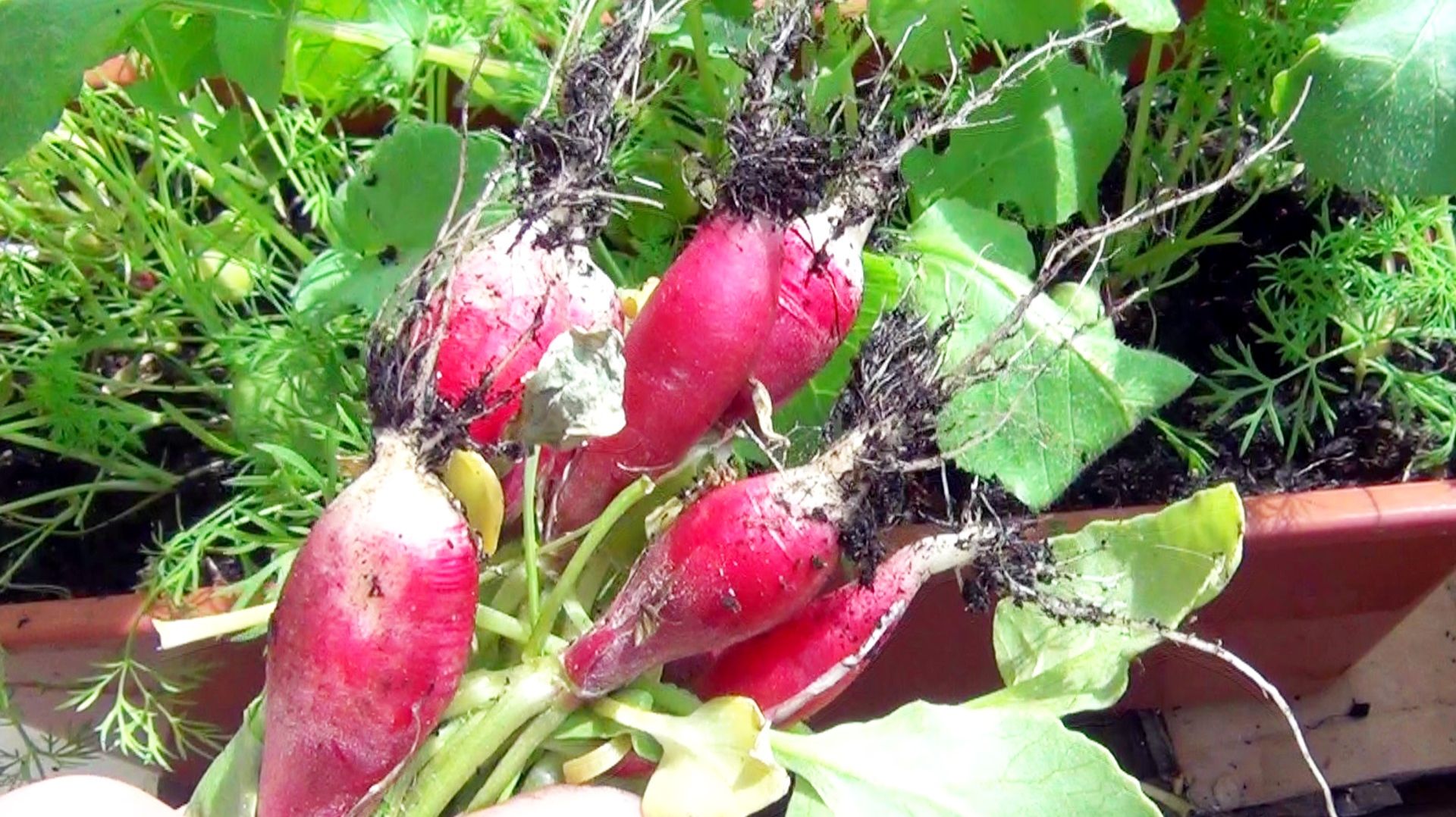 Выращивание редиса на подоконнике в ящиках Урожай редиса дома