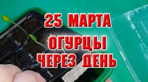 25 марта. Огурцы через день после кипятка