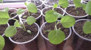 Рассада баклажанов 26 марта