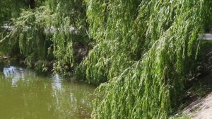 Не рубите вербу