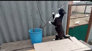 Деревенские будни//Купила саженцы//Подворье//Ремонт продолжается.