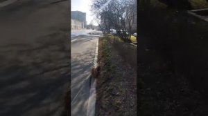 Мы идём гулять с собакой! | 26-мар-2026 3