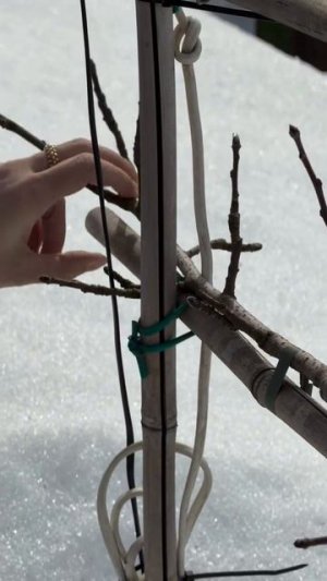 Обрезка плодовых деревьев асмр звук