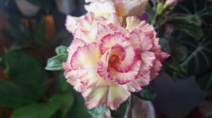 Весеннее цветение моих растений