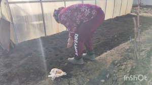 //посадила лук/  какой сорт картофеля, мы посадим//