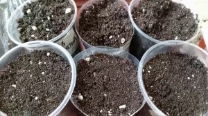 СЕЮ ПРЯНЫЕ ТРАВЫ. ПЕТРУШКА.