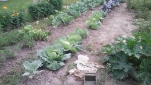 Маленький Леонардик и я в нашем огороде в 2016 году🧚🥰