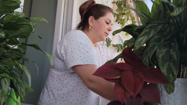 Сею томатыЗанимаюсь домашними деламиКуда разместить всю рассаду 