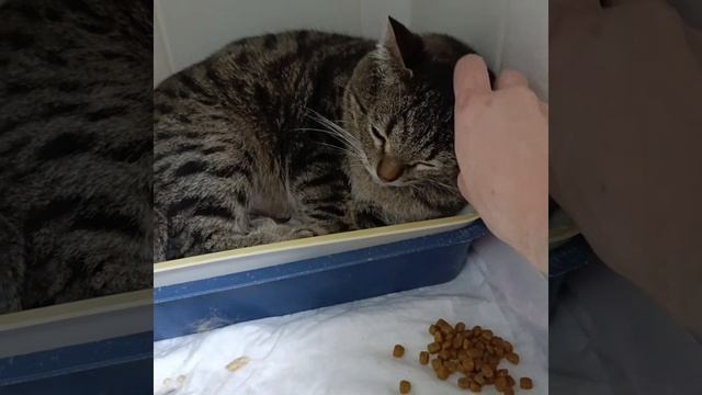 Волгоград! Васе собираем лапу🙏 есть шанс, но лечение долгое и очень нужна фин помощь 🆘🆘🆘