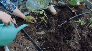 Большой урожай с Самойловой. Анонс. Канал Загородный