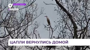 Десятки цапель возвращаются на привычные места и обустраивают гнёзда в Фокино