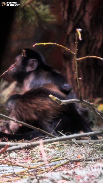 Детеныш капуцинов с мамой. Ленинградский зоопарк