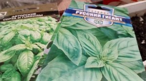 СЕЮ ПРЯНЫЕ ТРАВЫ. БАЗИЛИК.