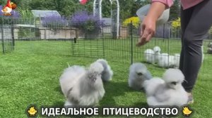 Идеальное птицеводство достойно восхищения 🐓🦆🦢🦚🦃🐔 эпизод (471)