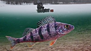 Самая Крутая Подводная Зимняя Рыбалка. Закинул Мормышку, Окуни, Ерши, Раки. Лучшая Русская Рыбалка