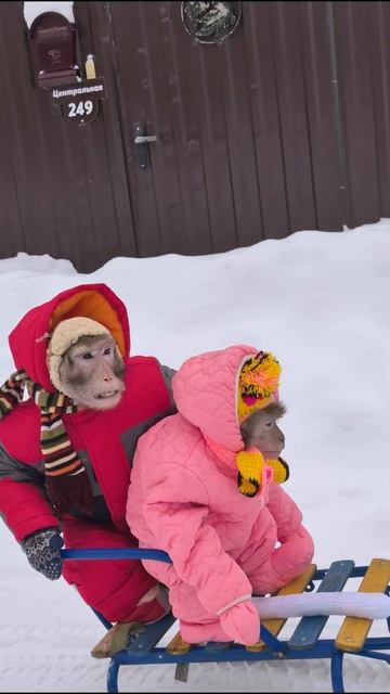 Monkey Home фрагменты смотреть онлайн