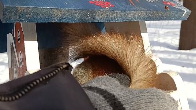 Одни белки любят орешки, другие — семечки