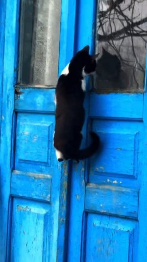Клип @chelyabia