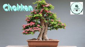 СТИЛЬ БОНСАЙ ЧОККАН Chokkan