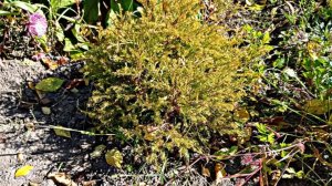 Пилим рубим @ Щепки летят